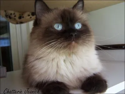 De quelle race est ce chat ?