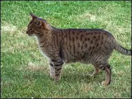 De quelle race est ce chat ?