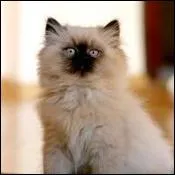 De quelle race est ce chat ?