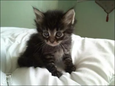 De quelle race est ce chat ?