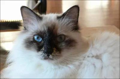De quelle race est ce chat ?