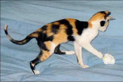 De quelle race est ce chat ?