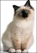 De quelle race est ce chat ?