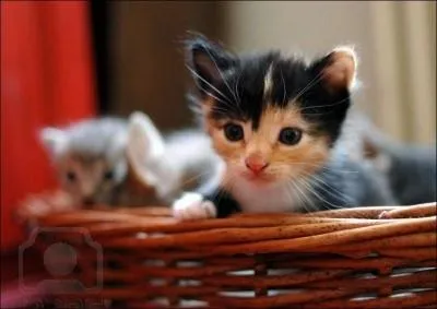 De quelle race est ce chat ?