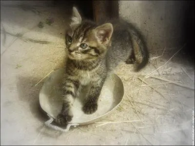 De quelle race est ce chat ?