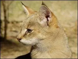 De quelle race est ce chat ?