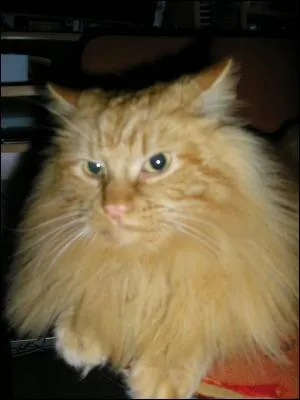 De quelle race est ce chat ?