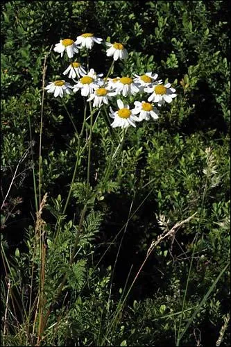 Question simple : quel est le nom de cette fleur ?