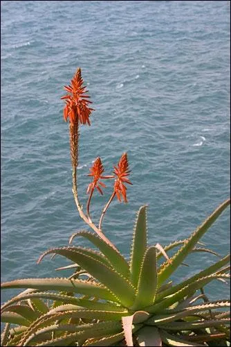 Quel est le nom de cette fleur ?