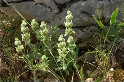 Quel est le nom de cette fleur ? (indice : elle ne saute pas pour autant)