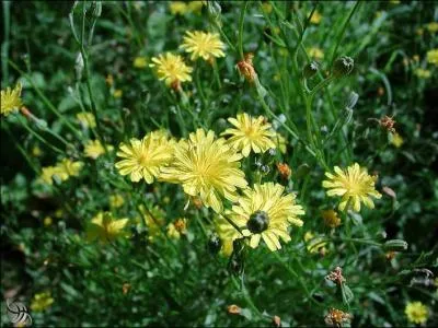 Quel est le nom de cette fleur ?