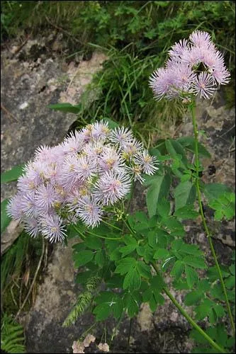 Quel est le nom de cette fleur ?