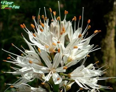 Quel est le nom de cette fleur blanche ? (indice : quelle est sa couleur ? )