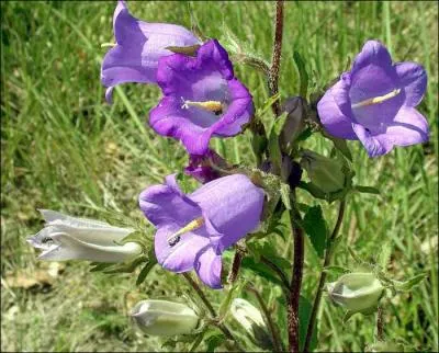 Quel est le nom de cette fleur ? (indice : pensez  sa forme)
