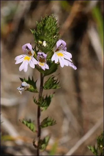 Quel est le nom de cette fleur ? (indice : elle n'est pas ondule)