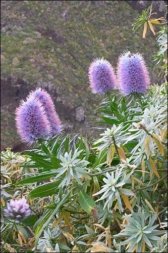 Quel est le nom de cette fleur ? (indice : elle n'est pas mouille)