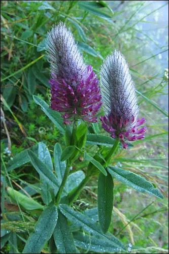 Quel est le nom de cette fleur ?