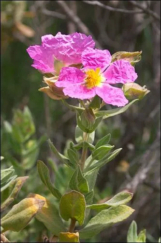 Quel est le nom de cette fleur ? (indice : regardez attentivement les ptales)