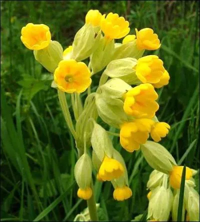 Quel est le nom de cette fleur ? (indice : trs courante)