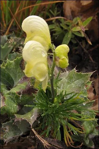 Quel est le nom de cette fleur ?