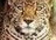 Quiz Animaux.E.C