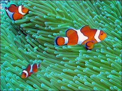 Est-ce que les poissons peuvent se passer d'air ?