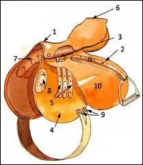 Quelles sont les parties de la selle dans cette ordre : 1, 2, 3, 4 ?