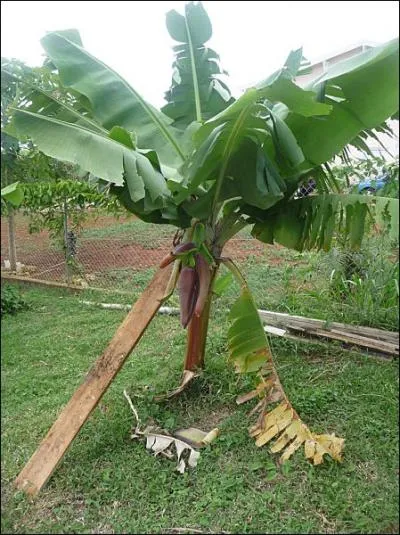 Quel est cet arbre ?