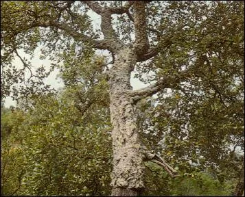 Quel est cet arbre ?