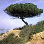 Quel est cet arbre ?