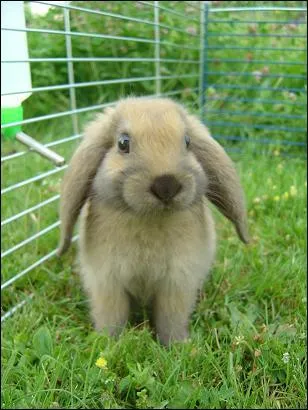Pas un rongeur, mais la race de cet animal ?