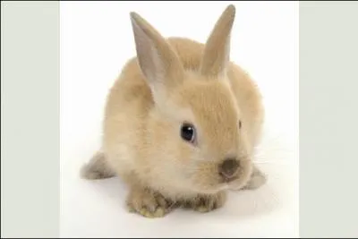 La race de cet animal ?