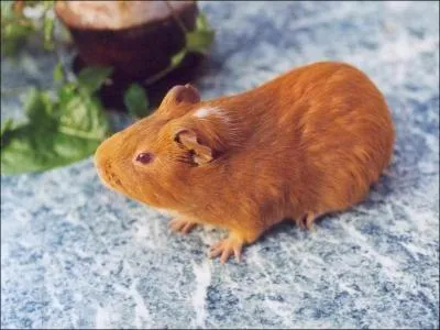 Quel est le nom de ce rongeur ?