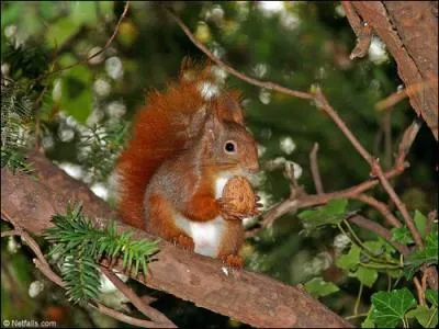 Quel est le nom de ce rongeur ?