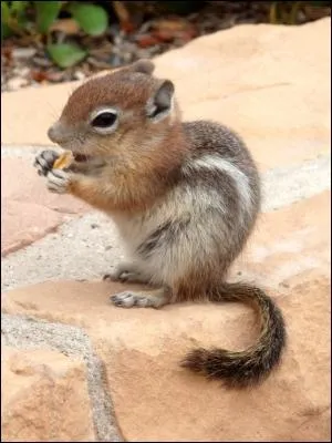 Quel est le nom de ce rongeur ?