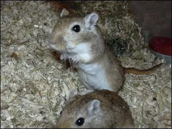 Quel est le nom de ce rongeur ?