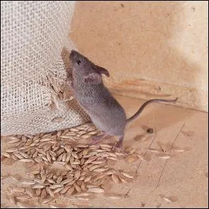 Quel est le nom de ce rongeur ?