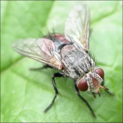 Quel est cet insecte ?