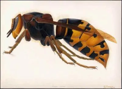 Quel est cet insecte ?