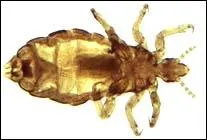 Quel est cet insecte ?