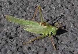 Quel est cet insecte ?