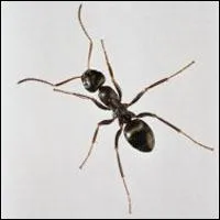 Quel est cet insecte ?