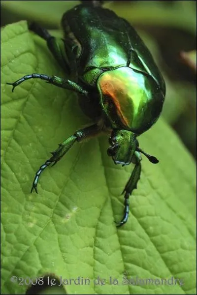 Quel est cet insecte ?