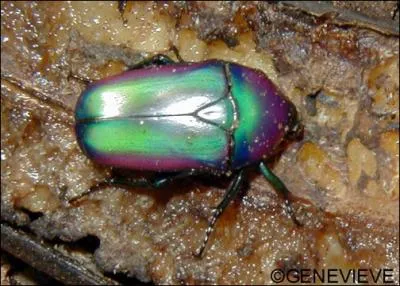 Quel est cet insecte ?