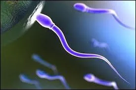 Quel film commence par une course de spermatozoïdes commentée par le vainqueur ?