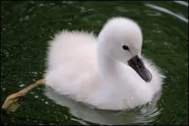 Comment se nomme le petit du cygne ?