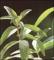 Quelle est cette plante dont l'infusion a des vertus digestives ?