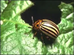 Quel est cet animal appel au Quebec 'bibitte  patate' , nuisible pour les pommes de terre ?