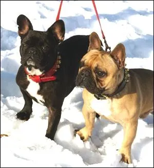 De quelle race sont ces chiens ?