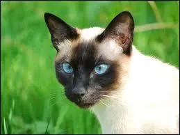 Quelle est la race de ce chat ?